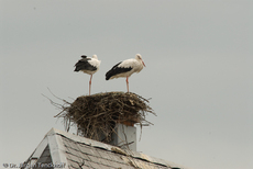 Weißstorch (13 von 20).jpg